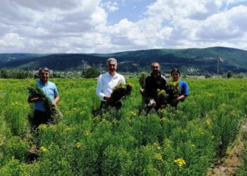 Gümüşhane’de otun şahı olan sarı kantaronda hasat başladı