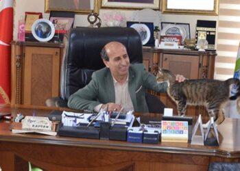 Esenköy Belediyesi kapılarını kedilere açtı