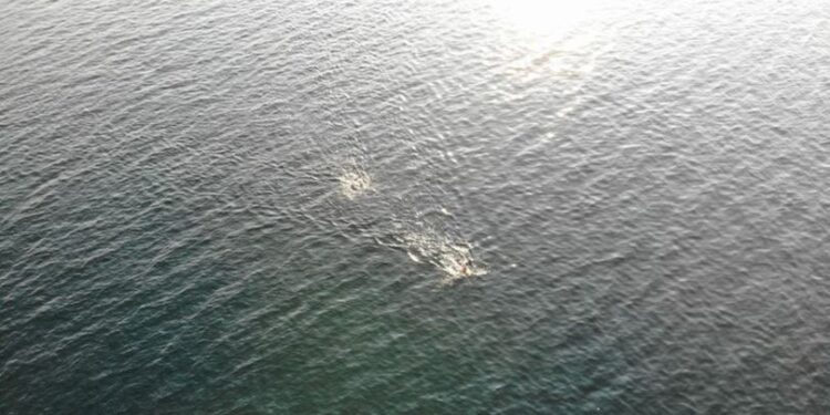 28 kilometrelik kulaç! 10 saat sürecek