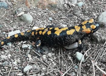 Amanoslar’da ‘sarı benekli semender’ görüntülendi