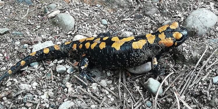 Amanoslar’da ‘sarı benekli semender’ görüntülendi