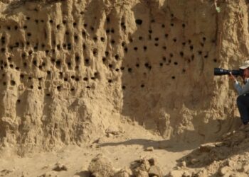 Kum tepeleri kırlangıçlara yuva oldu