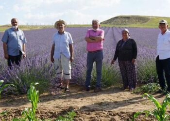 40 yıl sonra döndüğü köyüne lavanta bahçesi kurdu