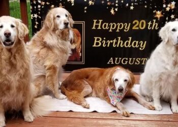 ABD’de dünyanın en yaşlı Golden Retriever’ı 20 yaşına girdi