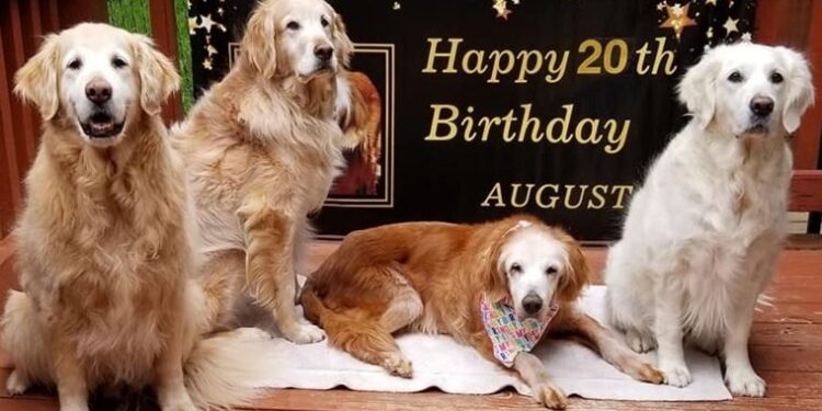ABD’de dünyanın en yaşlı Golden Retriever’ı 20 yaşına girdi