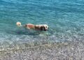 Sıcaktan bunaldıkça denize girip yüzen köpek, Datça’da turistlere eşlik ediyor