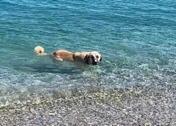Sıcaktan bunaldıkça denize girip yüzen köpek, Datça’da turistlere eşlik ediyor