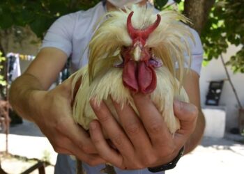 Boynuzlu horoz görenleri şaşırtıyor