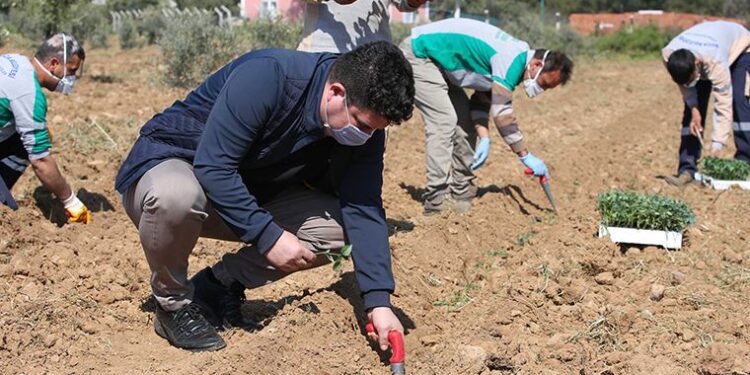 Buca’nın tarımsal kalkınma projesi filizlendi