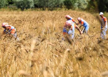Seferihisar’da karakılçık buğday hasadı başladı