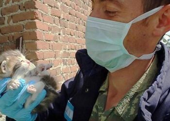 Anne kedi ve yavruları için yıkım durduruldu