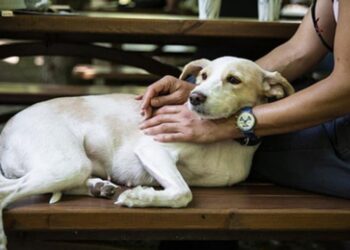 Hayvanlara şiddet uygulayanlara çok ağır cezalar geliyor