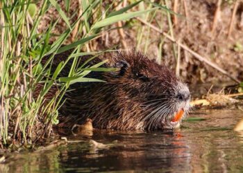 ‘Esrarengiz fareler’ doğa dostu çıktı