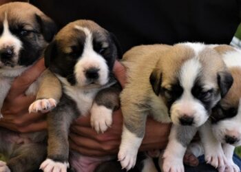 Sahiplendiği 22 köpeğe iş yerinin bahçesinde bakıyor