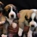 Sahiplendiği 22 köpeğe iş yerinin bahçesinde bakıyor