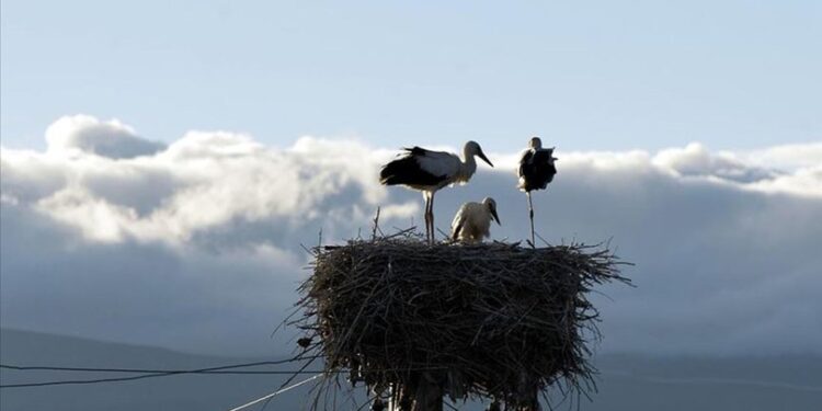 Köylüler sahip çıktı, leylekler orayı mesken tuttu