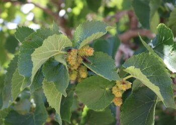 Nevşehir’de bin yıllık dut ağacı