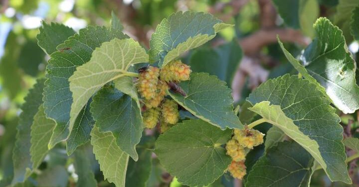 Nevşehir’de bin yıllık dut ağacı