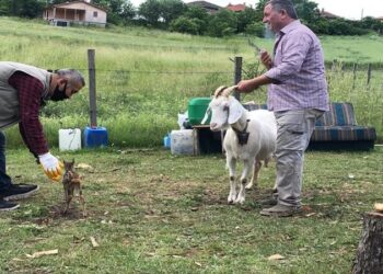 Bitkin halde dereden kurtarılan yavru karacayı keçi emzirdi