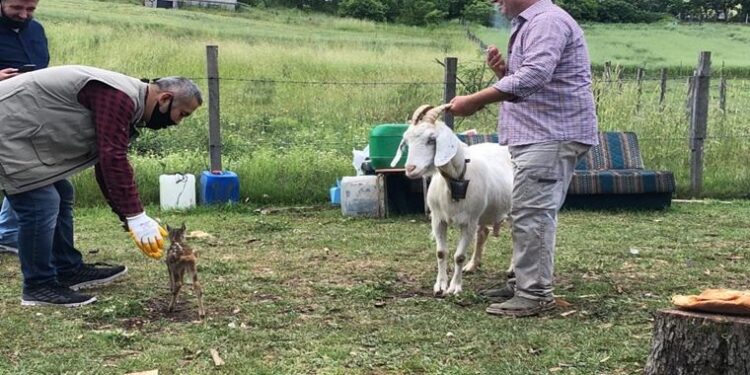 Bitkin halde dereden kurtarılan yavru karacayı keçi emzirdi