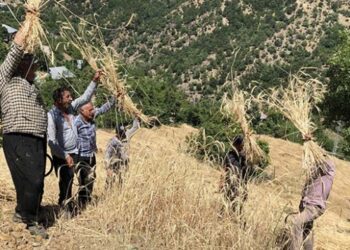 Bin yıllık hasat geleneğini Torosların zirvesinde yaşatıyorlar