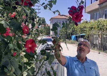 Barış Manço’nun şarkısından ilham alıp reçel yaptı