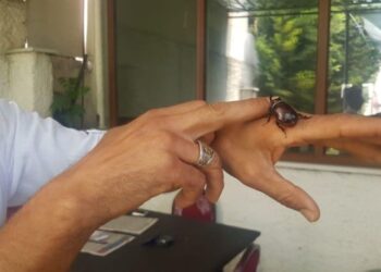 Her yere götürüyor… “İmkanı olsa elinden tutup gezdiririm”
