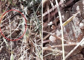 Nadir rastlanıyordu… Tunceli’de görüntülendi