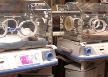 2018’in ilk ikiz pandaları dünyaya geldi