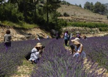 Mersin’deki lavanta tarlasına ziyaretçi akını