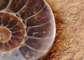 İsrail’de bulunan kemirgen kalıntıları Buzul Çağı’ndaki insan göçü teorisini sorgulattı