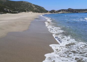 Patara’da tespit edildi… Tam 116 yuva!