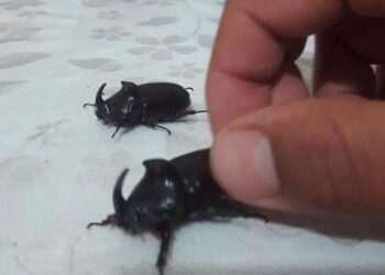 Bingöl’de gergedan böceği görüldü