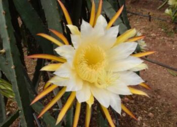 Serasında 15 bin ejder meyvesi üretecek