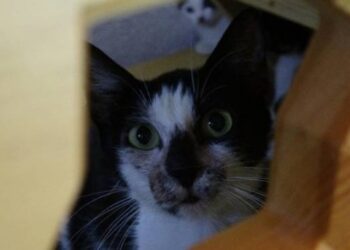 Kedi caminin minberinde doğum yaptı, imam sahip çıktı