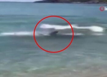 Riva’da görüntülendi! Kumsala oldukça yaklaştı