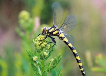 Munzur Vadisi Milli Parkı doğal güzelliğiyle göz kamaştırıyor