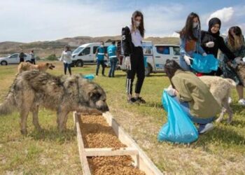 Sokak köpekleri için seferber oldular
