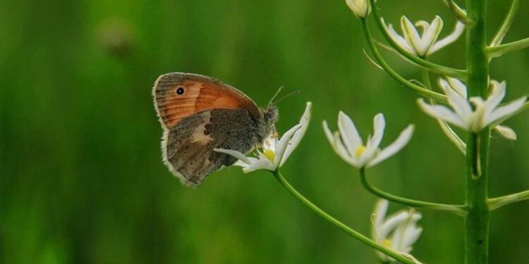 Ovacık ‘küçük zıp zıp perisi’ kelebeklerle şenlendi