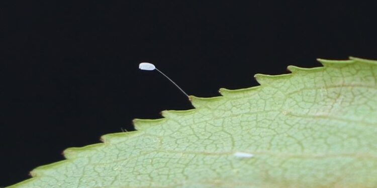 3 bin yılda açtığına inanılan ‘udumbara’ çiçeği Çanakkale’de görüldü