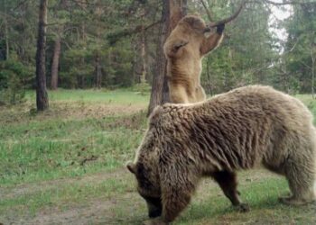 Sarıkamış ormanında kaşınan ayılar güldürdü