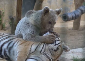 Çekmeköy hayvanat bahçesinde şaşkına çeviren dostluk