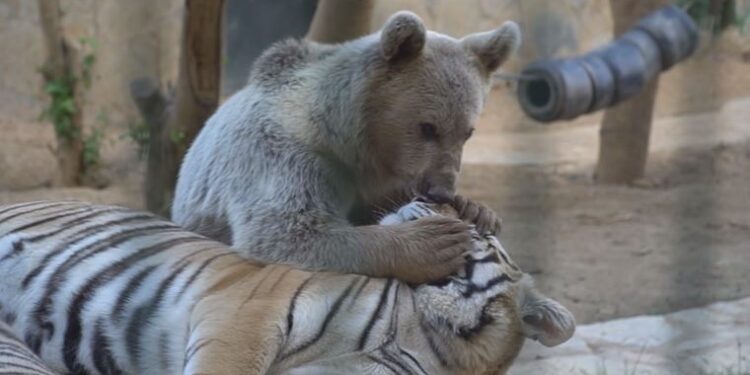 Çekmeköy hayvanat bahçesinde şaşkına çeviren dostluk