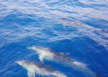 Samandağ’da yunuslar tur teknesiyle yarıştı