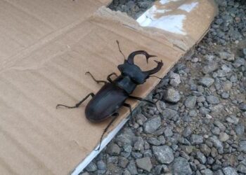 Konya’da koruma altındaki “geyik” böceği bulundu