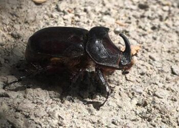 Elazığ’da gergedan böceği görüntülendi