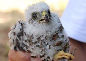 Mersin’de uçamayan doğan yavrusu yuvasına bırakıldı
