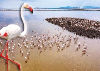 Gediz’in yavruları