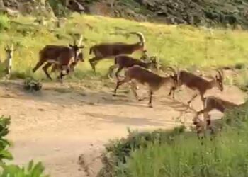 Malatya’da sürü halinde cep telefonuyla görüntülendi