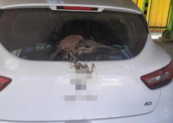 Kumruların arka sileceğine yuva yaptığı otomobilini 2 aydır kullanmıyor